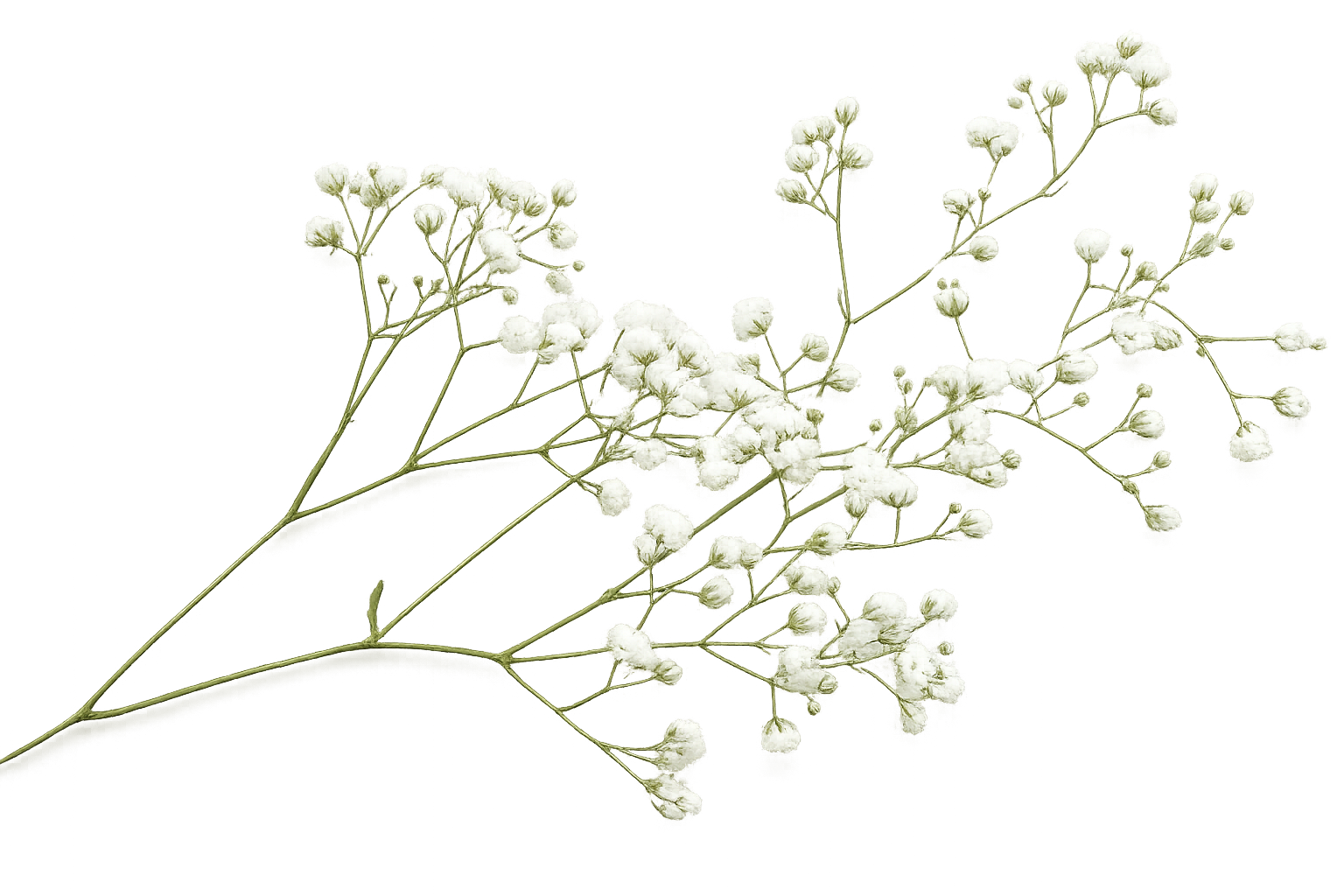 Baby breath decoration